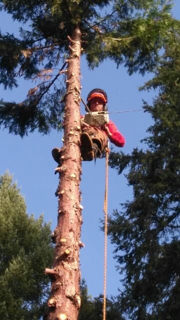 TREE TRIMMING & PRUNING